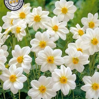 Dahlia Special Sneezy 1-pack